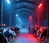 LED dairy cow light for livestock farm cattle barn lighting