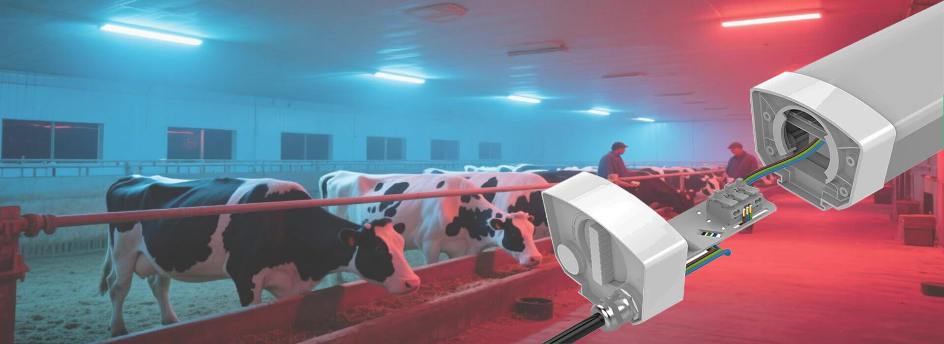 LED dairy light for dairy cow farm