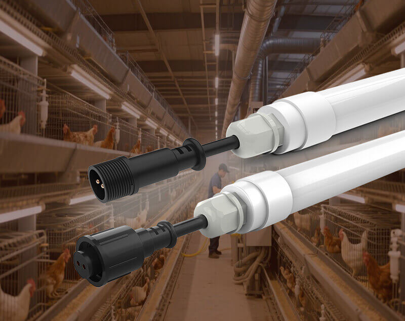 LED Chicken Lights Wholesale, Poultry Lighting Supplier