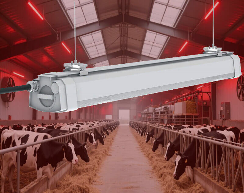 LED Dairy Light for Milk Production, Animal Friendly