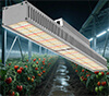 LED linear plant light for hydroponic cultivation